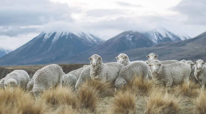 Merino Wool in Summer? Here's Why More Outdoor Enthusiasts Are Making the Switch