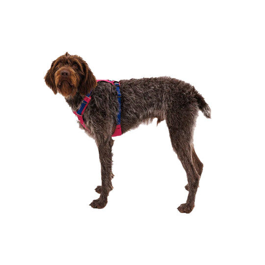 Ruffwear Hi &amp; Light Harness