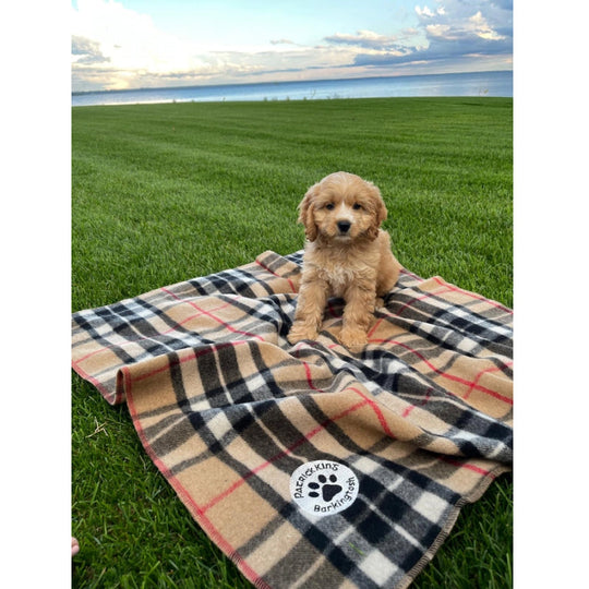 Patrick King Woollen Company - Barkingtosh Tartan Wool Pet Blanket