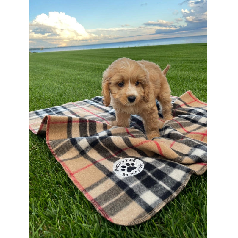 Patrick King Woollen Company - Barkingtosh Tartan Wool Pet Blanket