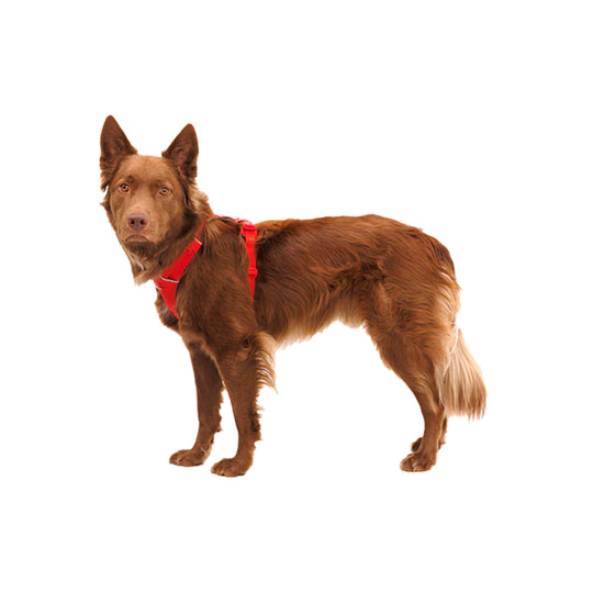 Ruffwear Front Range Dog Harness